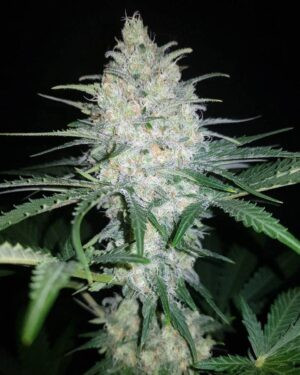 Afghan Kush Feminized Seeds