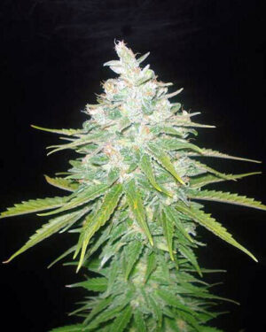 Black Afghan Feminized Seeds