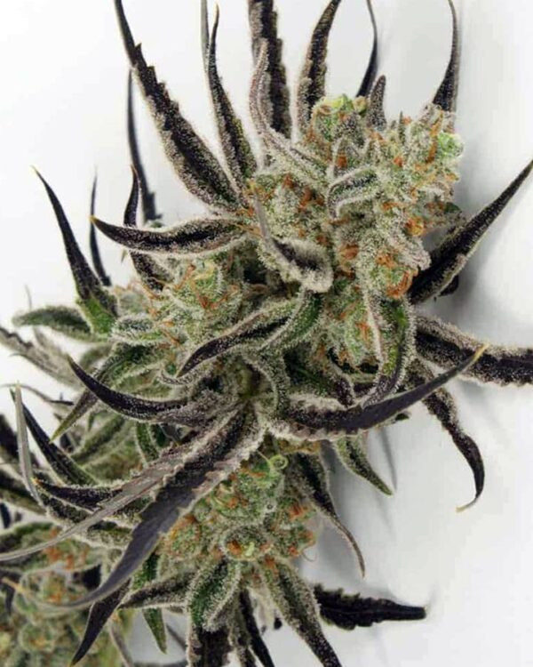 Afgoo Feminized Seeds