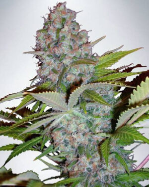 Auto Cheese Seeds