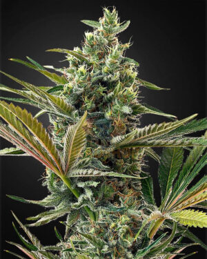 Auto Lemon Seeds
