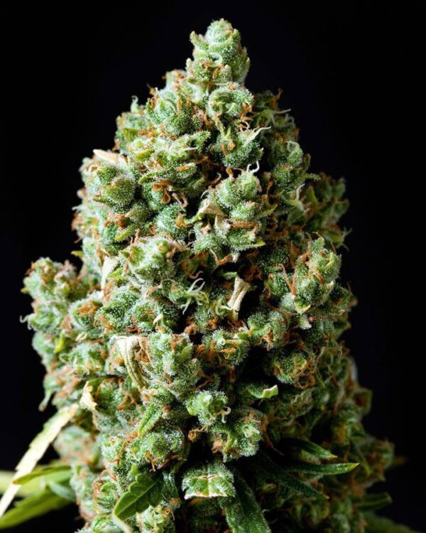 Critical Kush Feminized Seeds