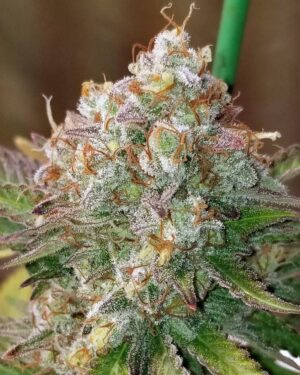 Great White Shark Feminized Seeds