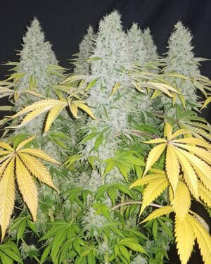 Moby Dick Feminized Seeds