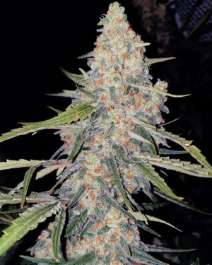 Nuclear Bomb Feminized Seeds