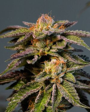 Pineapple Kush Feminized Seeds