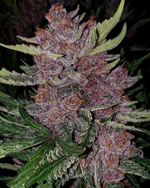 Purple Girl Scout Cookies Seeds