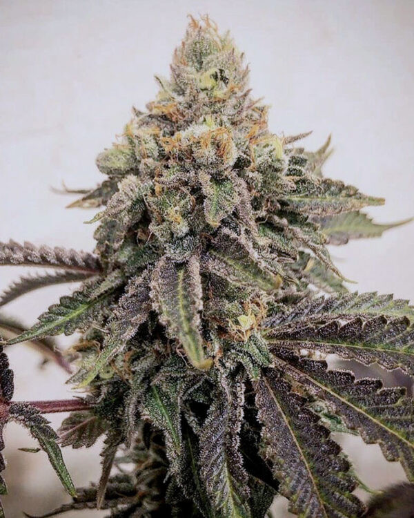 Skywalker OG Feminized Seeds