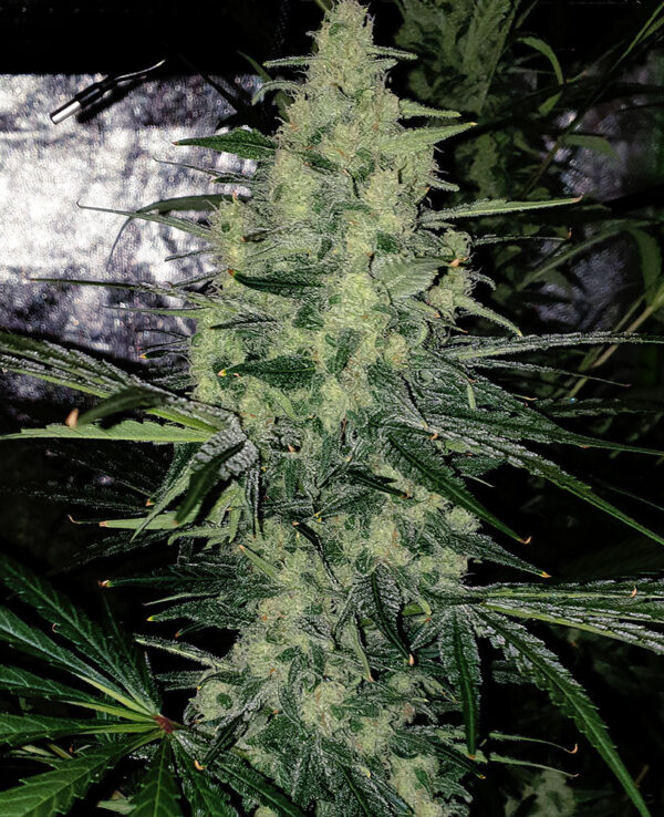 White Widow Feminized Seeds