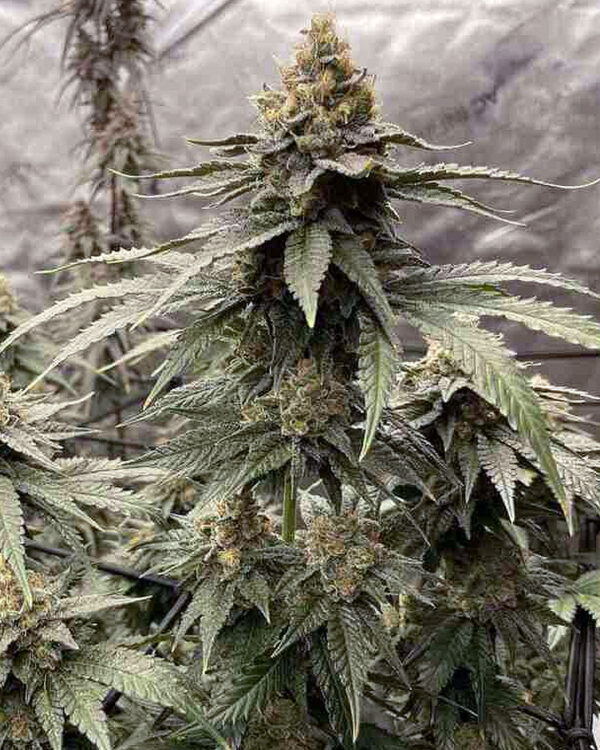 gmo seeds