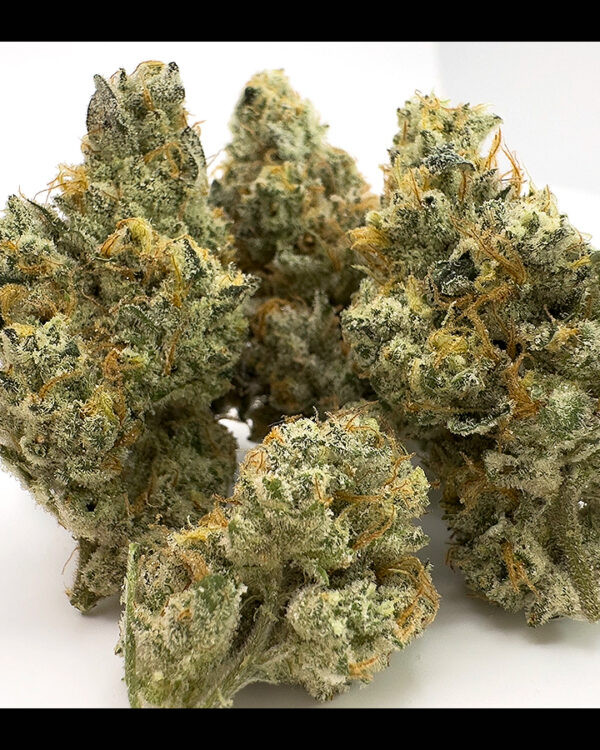 gmo-strain