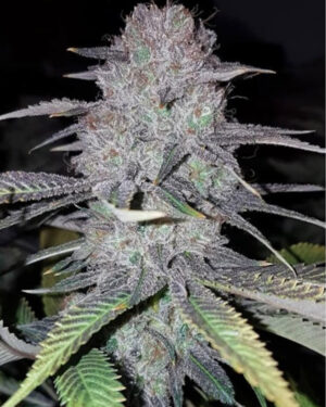 wedding-cake-auto